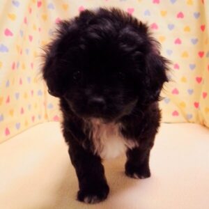 Alternative view of ミックス犬