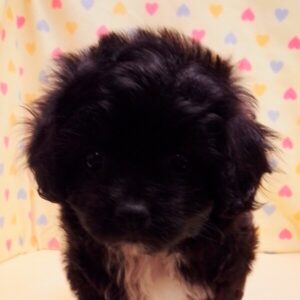 ミックス犬
