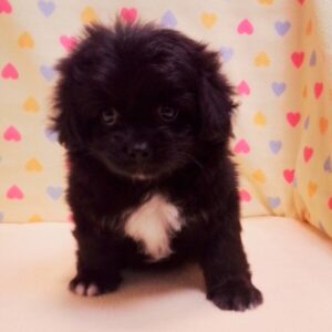 Alternative view of ミックス犬