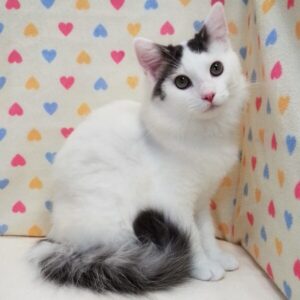 Alternative view of ノルウェージャン・フォレスト・キャット