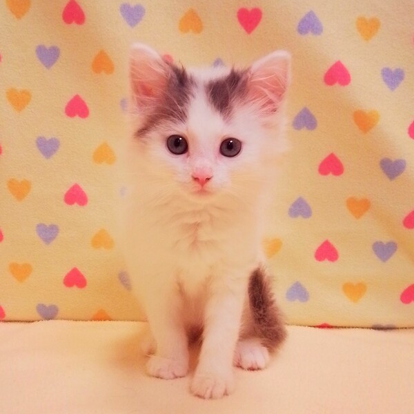 ノルウェージャン・フォレスト・キャット - 画像 (2)