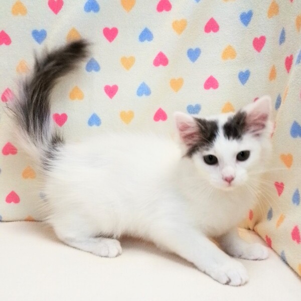 ノルウェージャン・フォレスト・キャット - 画像 (3)