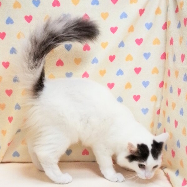 ノルウェージャン・フォレスト・キャット - 画像 (3)