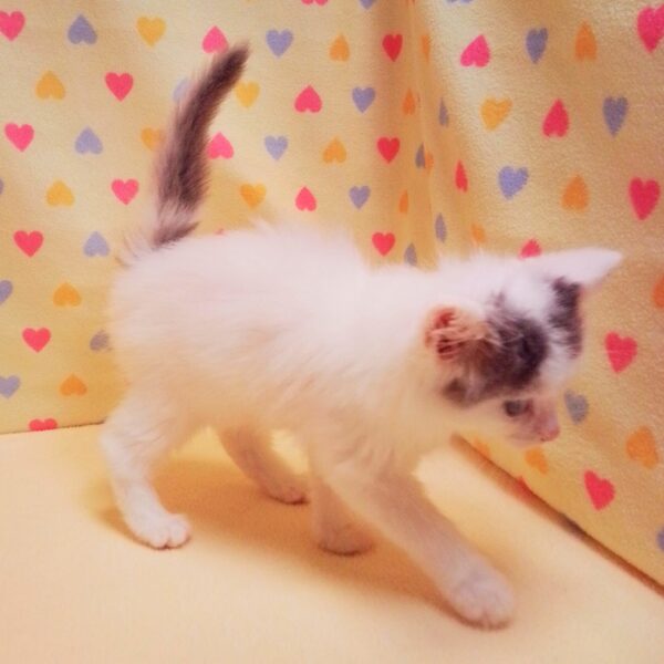 ノルウェージャン・フォレスト・キャット - 画像 (4)