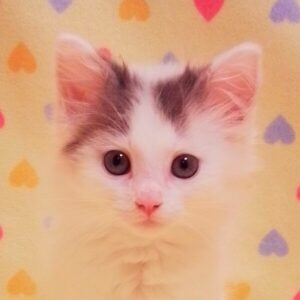 ノルウェージャン・フォレスト・キャット