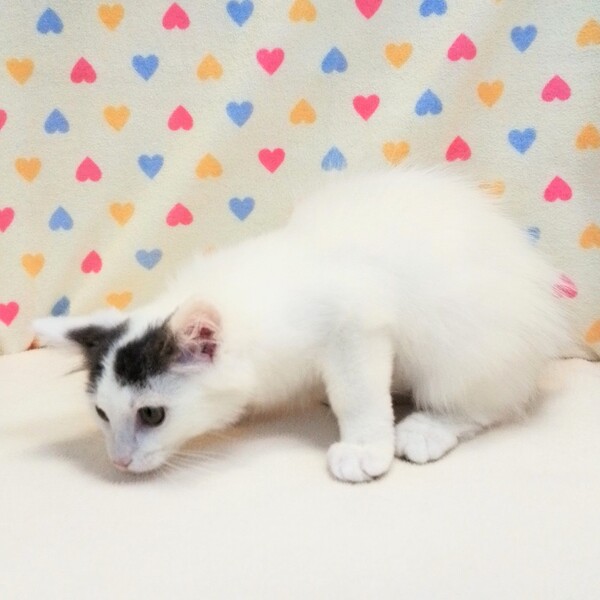ノルウェージャン・フォレスト・キャット - 画像 (4)