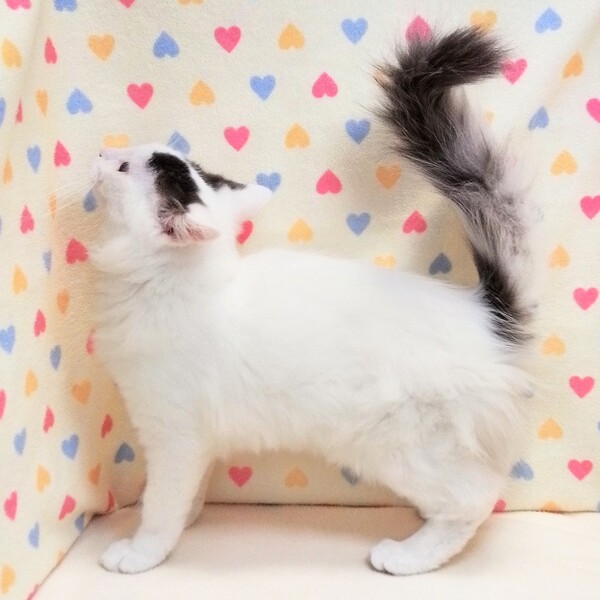 ノルウェージャン・フォレスト・キャット - 画像 (4)