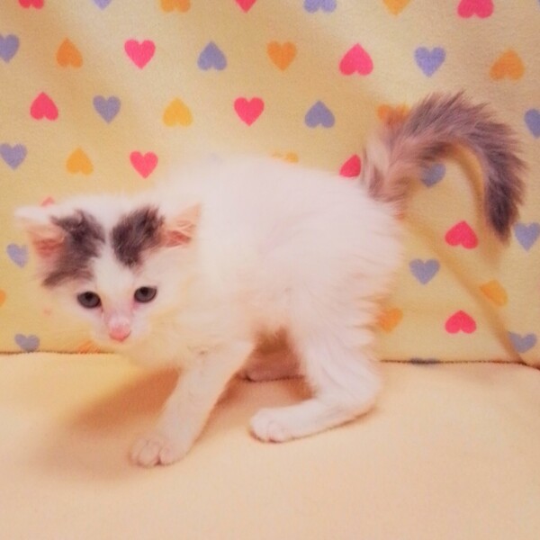 ノルウェージャン・フォレスト・キャット - 画像 (5)