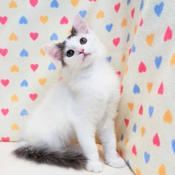 ノルウェージャン・フォレスト・キャット - 画像 (5)