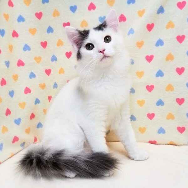 ノルウェージャン・フォレスト・キャット - 画像 (5)