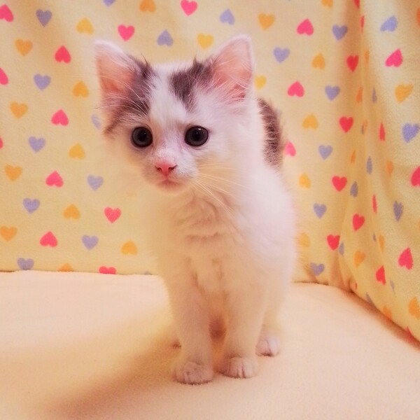ノルウェージャン・フォレスト・キャット - 画像 (3)