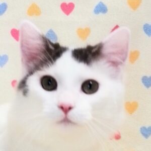 ノルウェージャン・フォレスト・キャット
