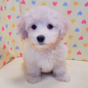 Alternative view of ミックス犬