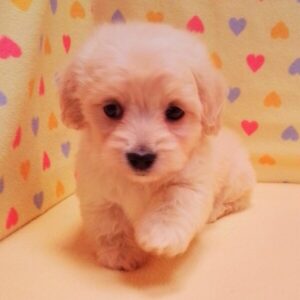 Alternative view of ミックス犬