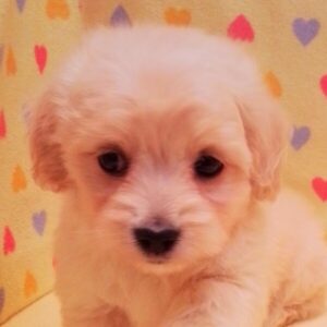 ミックス犬