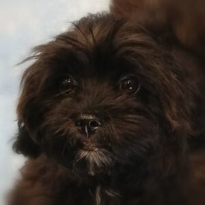 ミックス犬