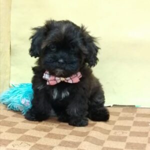 Alternative view of ミックス犬