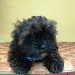 Alternative view of ミックス犬