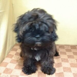 Alternative view of ミックス犬