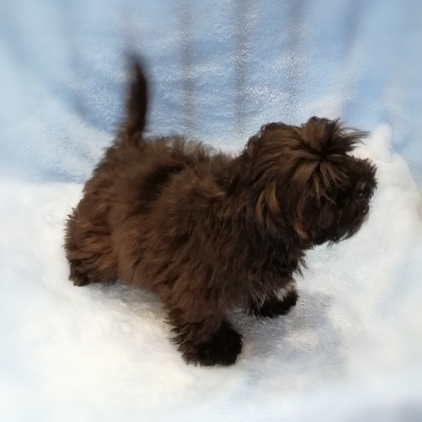 ミックス犬 - 画像 (4)