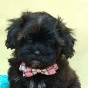 ミックス犬