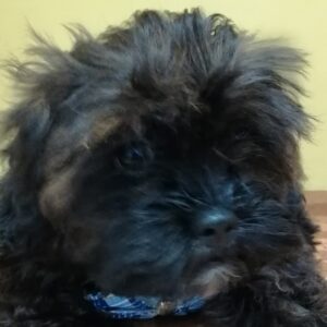 ミックス犬