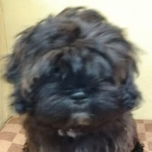 ミックス犬