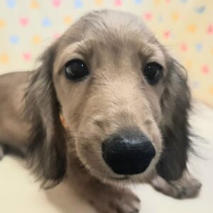 カニーンヘン・ダックスフンド(ロングヘアード)