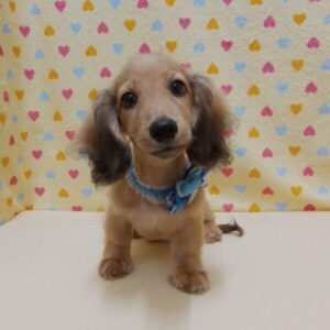 Alternative view of カニーンヘン・ダックスフンド(ロングヘアード)