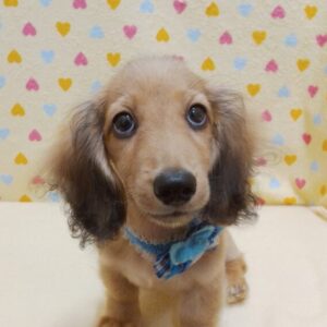 カニーンヘン・ダックスフンド(ロングヘアード)