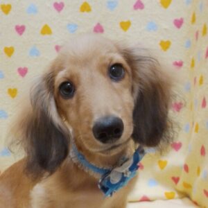 カニーンヘン・ダックスフンド(ロングヘアード)