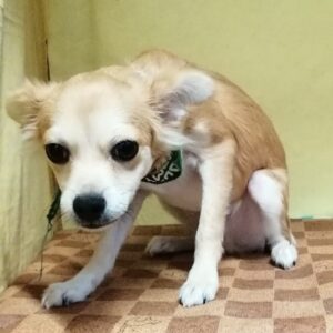 Alternative view of チワワ (ロングコート)