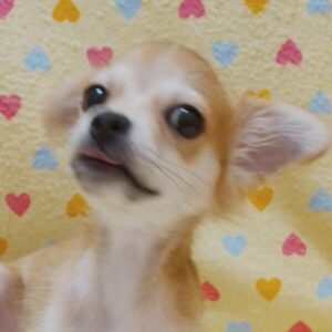 チワワ (ロングコート)