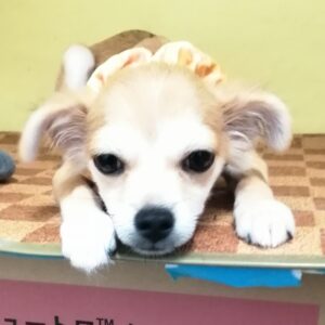 チワワ (ロングコート)