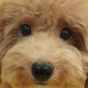 トイ・プードル