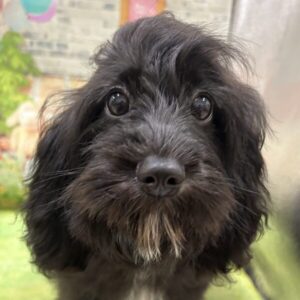 ミックス犬