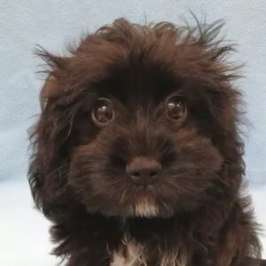 ミックス犬