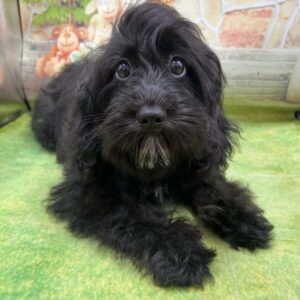 Alternative view of ミックス犬