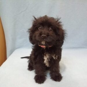 Alternative view of ミックス犬