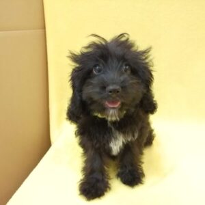 Alternative view of ミックス犬
