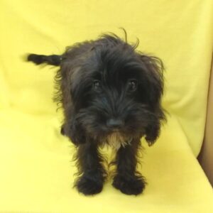 Alternative view of ミックス犬