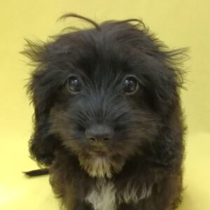 ミックス犬