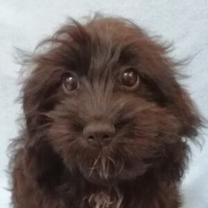 ミックス犬