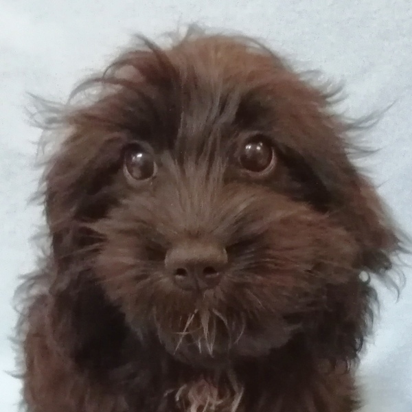 ミックス犬