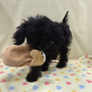 Alternative view of ミックス犬