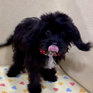 Alternative view of ミックス犬