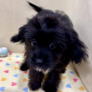 ミックス犬