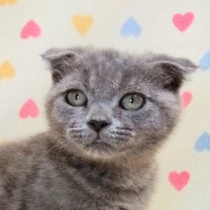 スコティッシュ・フォールド