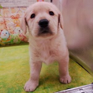 Alternative view of ミックス犬