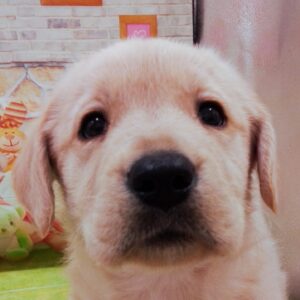ミックス犬